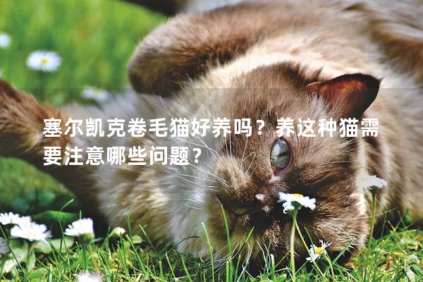 塞爾凱克卷毛貓好養(yǎng)嗎？養(yǎng)這種貓需要注意哪些問(wèn)題？